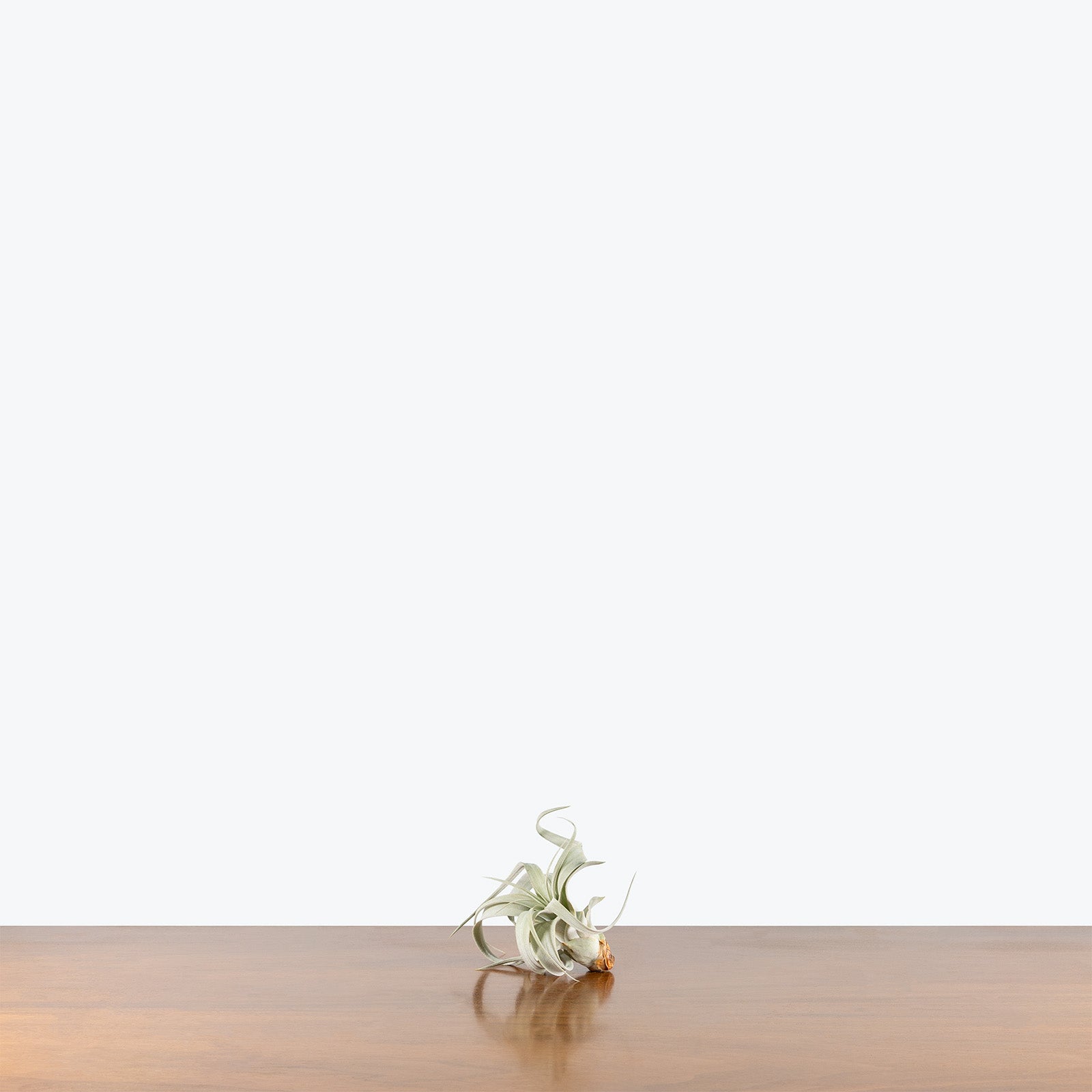 Tillandsia Xerographica Air Plant | Care Guide and Pro Tips - Delivery from Toronto across Canada - JOMO Studio