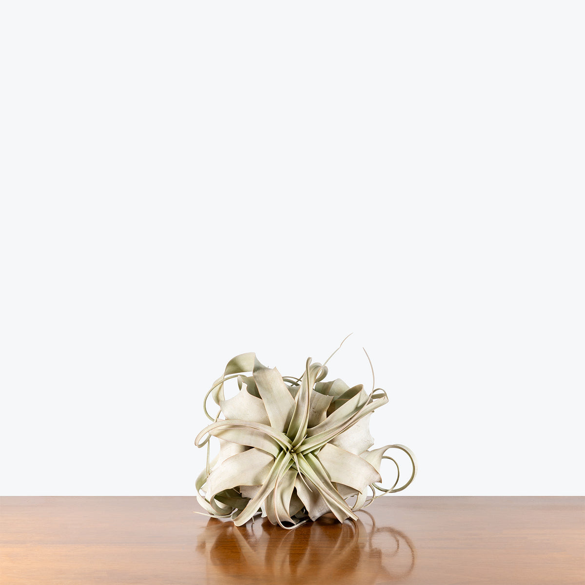 Tillandsia Xerographica Air Plant | Care Guide and Pro Tips - Delivery from Toronto across Canada - JOMO Studio