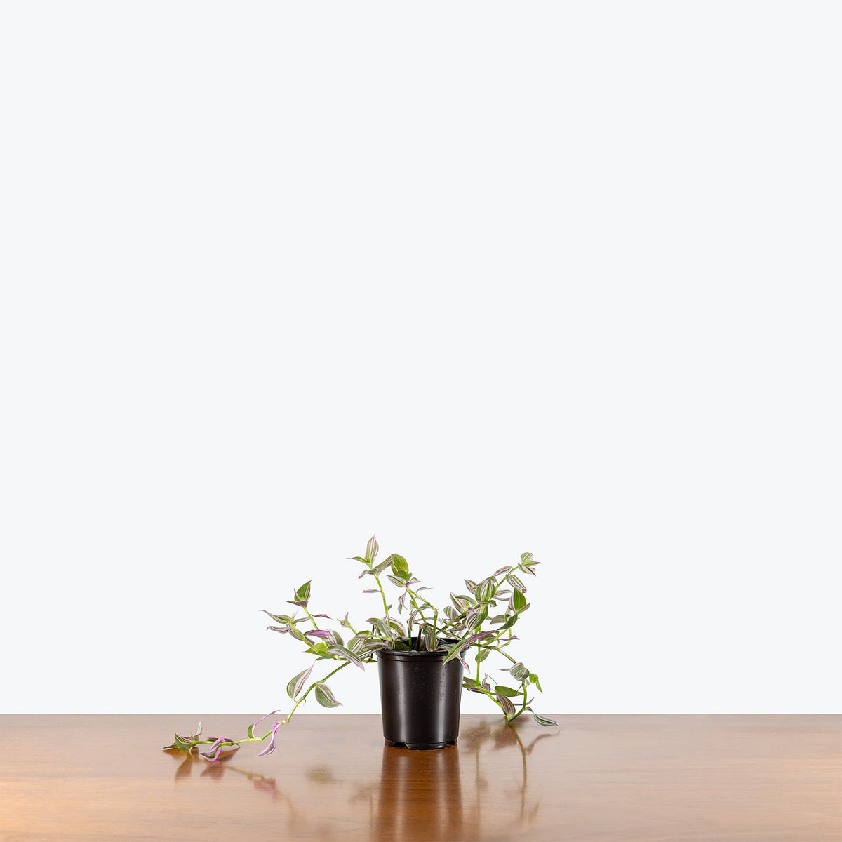 Tradescantia Fluminensis Lavender| Care Guide and Pro Tips - Delivery from Toronto across Canada - JOMO Studio