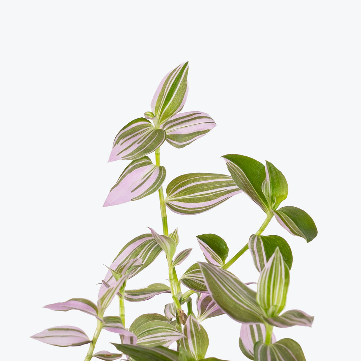 Tradescantia Fluminensis Lavender| Care Guide and Pro Tips - Delivery from Toronto across Canada - JOMO Studio