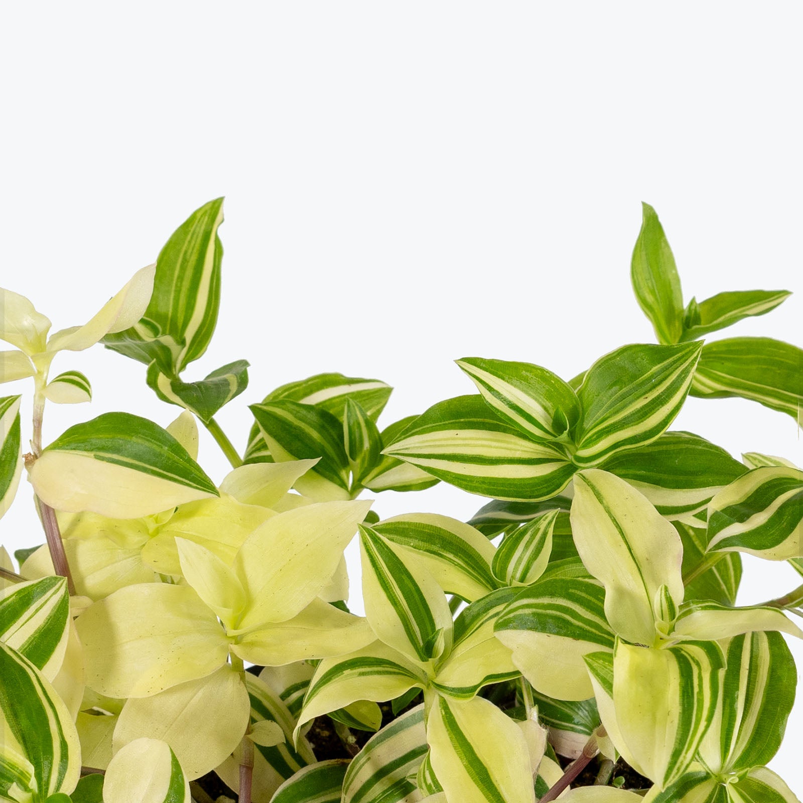 Tradescantia Fluminensis Variegata | Care Guide and Pro Tips - Delivery from Toronto across Canada - JOMO Studio