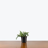 Tradescantia Spathacea Silver — 4" Pot