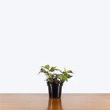 Tradescantia Zebrina Quadricolor — 4" Pot