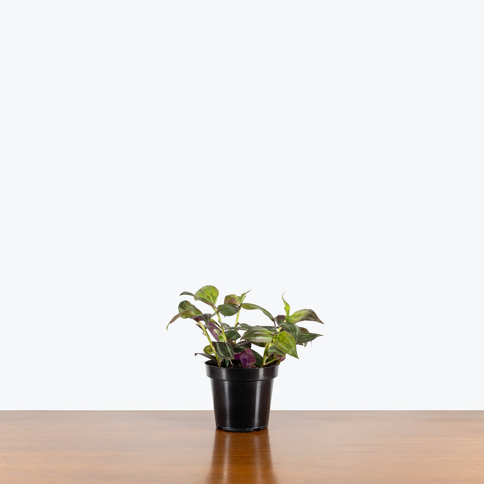 Tradescantia Zebrina Quadricolor | Care Guide and Pro Tips - Delivery from Toronto across Canada - JOMO Studio