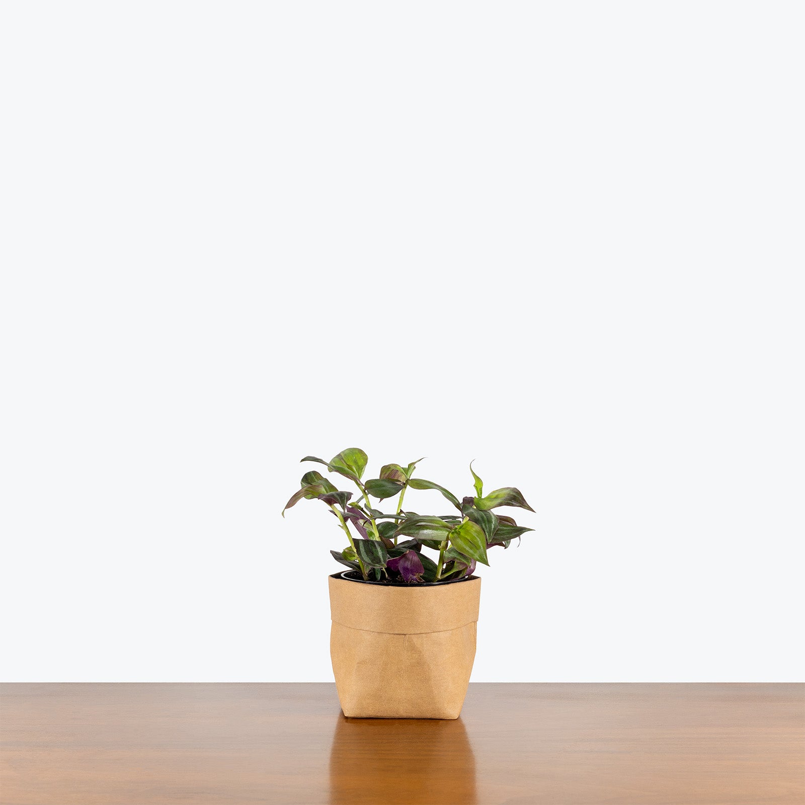 Tradescantia Zebrina Quadricolor | Care Guide and Pro Tips - Delivery from Toronto across Canada - JOMO Studio