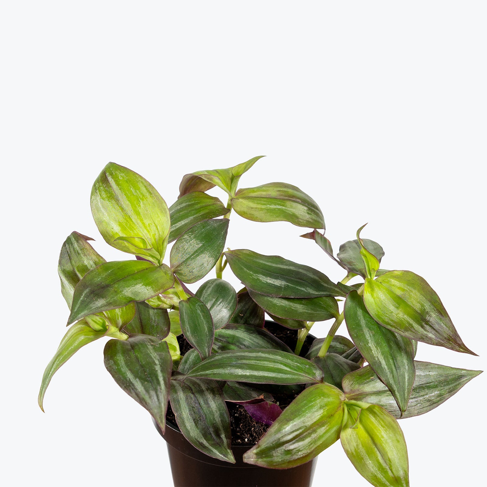 Tradescantia Zebrina Quadricolor | Care Guide and Pro Tips - Delivery from Toronto across Canada - JOMO Studio