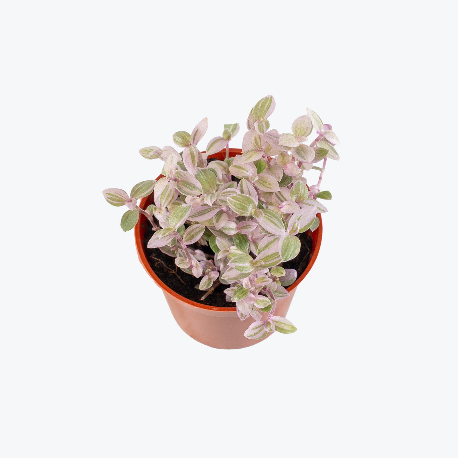 Tradescantia Pink Panther | Care Guide and Pro Tips - Delivery from Toronto across Canada - JOMO Studio