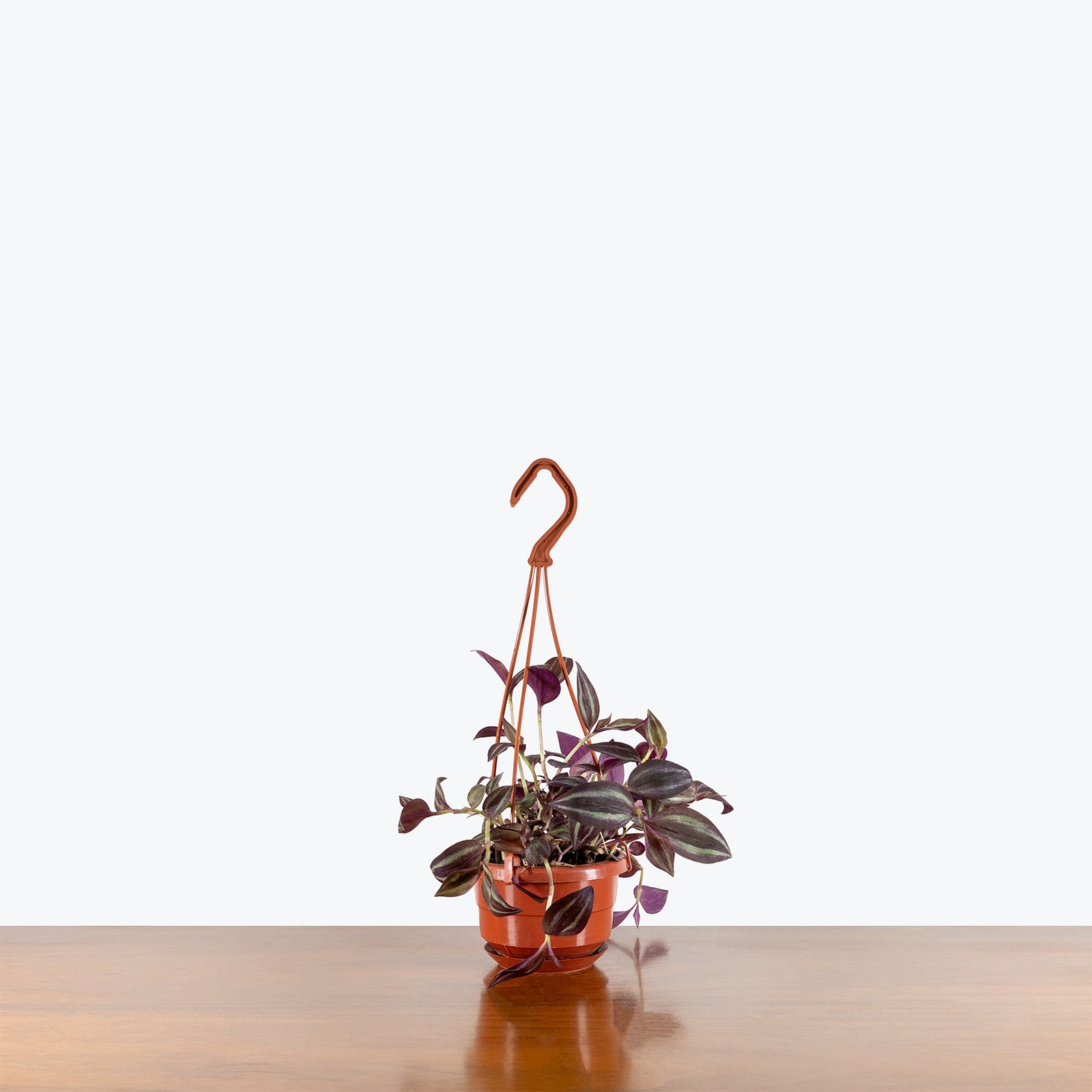 Tradescantia Zebrina | Care Guide and Pro Tips - Delivery from Toronto across Canada - JOMO Studio