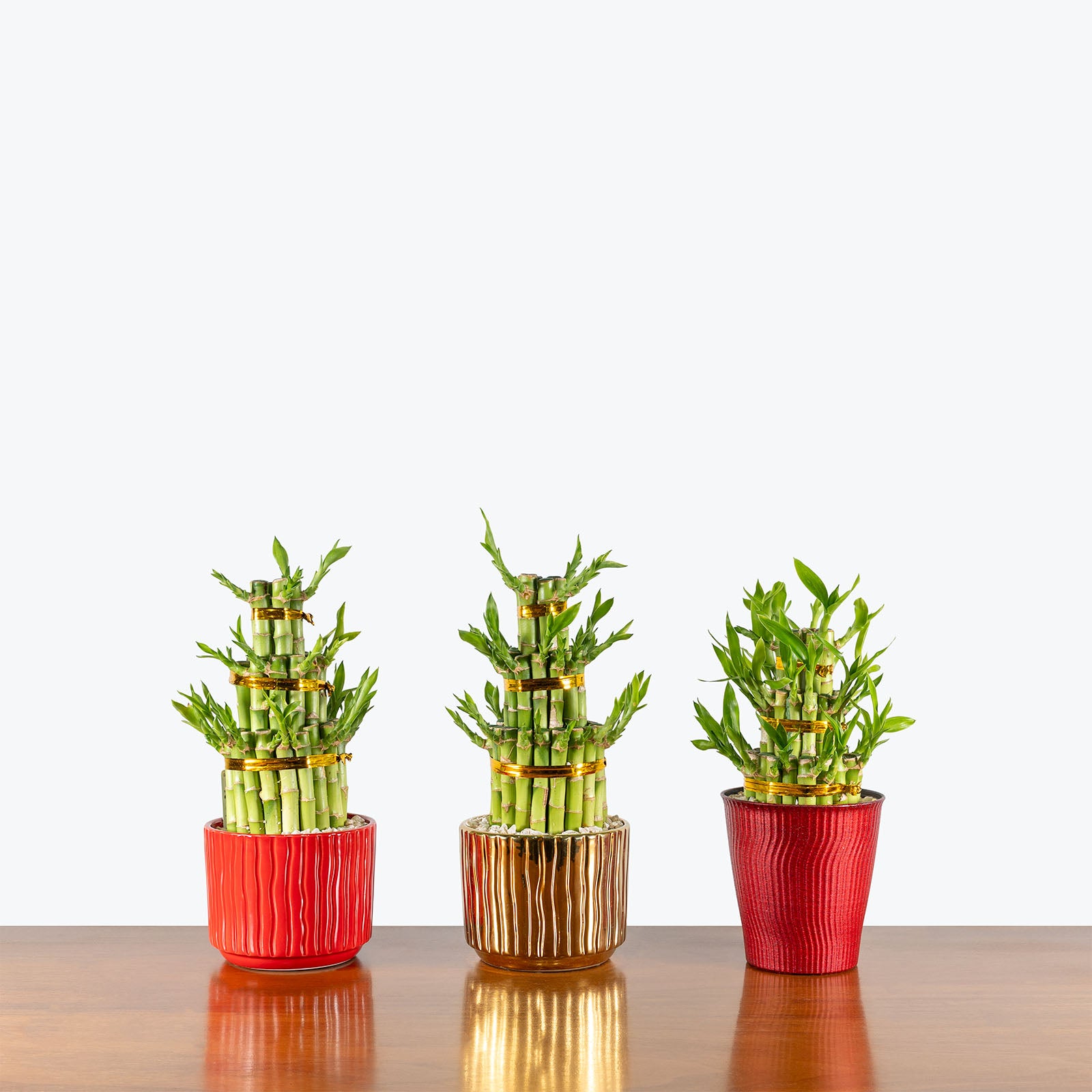 Triple Lucky Bamboo | Care Guide and Pro Tips - Delivery from Toronto across Canada - JOMO Studio