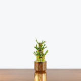 Triple Lucky Bamboo — 4" Pot - Gold Ceramic
