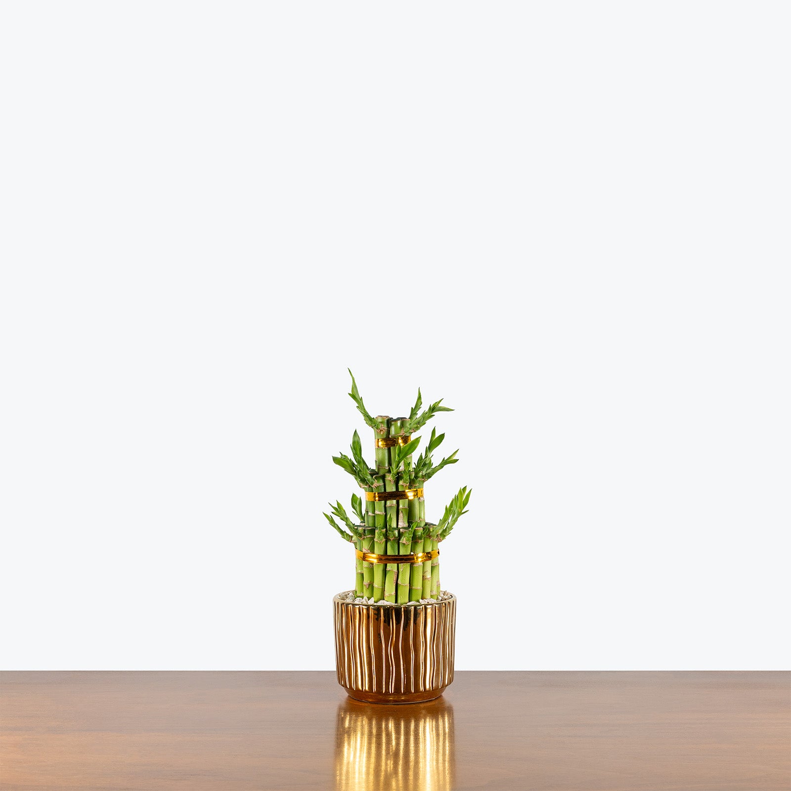 Triple Lucky Bamboo | Care Guide and Pro Tips - Delivery from Toronto across Canada - JOMO Studio