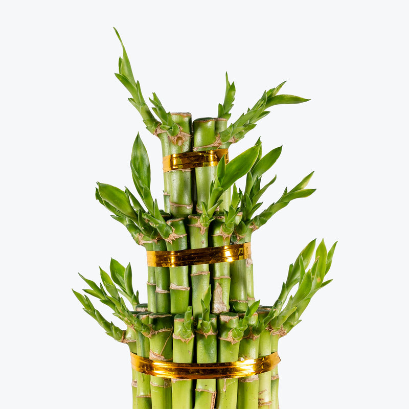 Triple Lucky Bamboo | Care Guide and Pro Tips - Delivery from Toronto across Canada - JOMO Studio