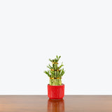 Triple Lucky Bamboo — 4" Pot - Red Ceramic