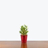 Triple Lucky Bamboo — 4" Pot - Red Plastic
