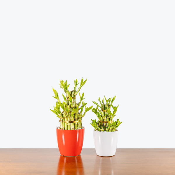 その他 bamboo 60 Bamboo Seeds : Amazon.ca: Patio, Lawn & Garden