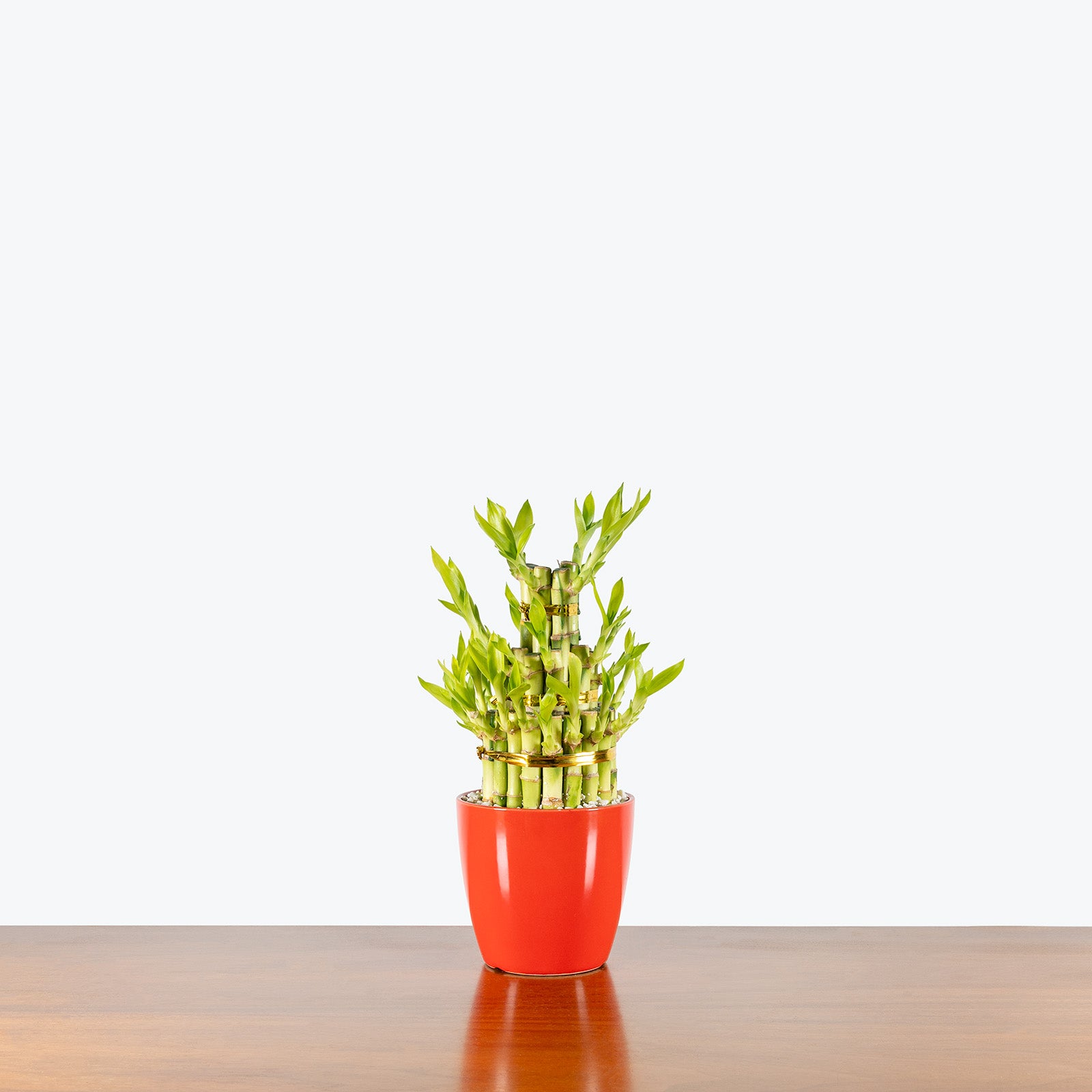 Triple Lucky Bamboo | Care Guide and Pro Tips - Delivery from Toronto across Canada - JOMO Studio