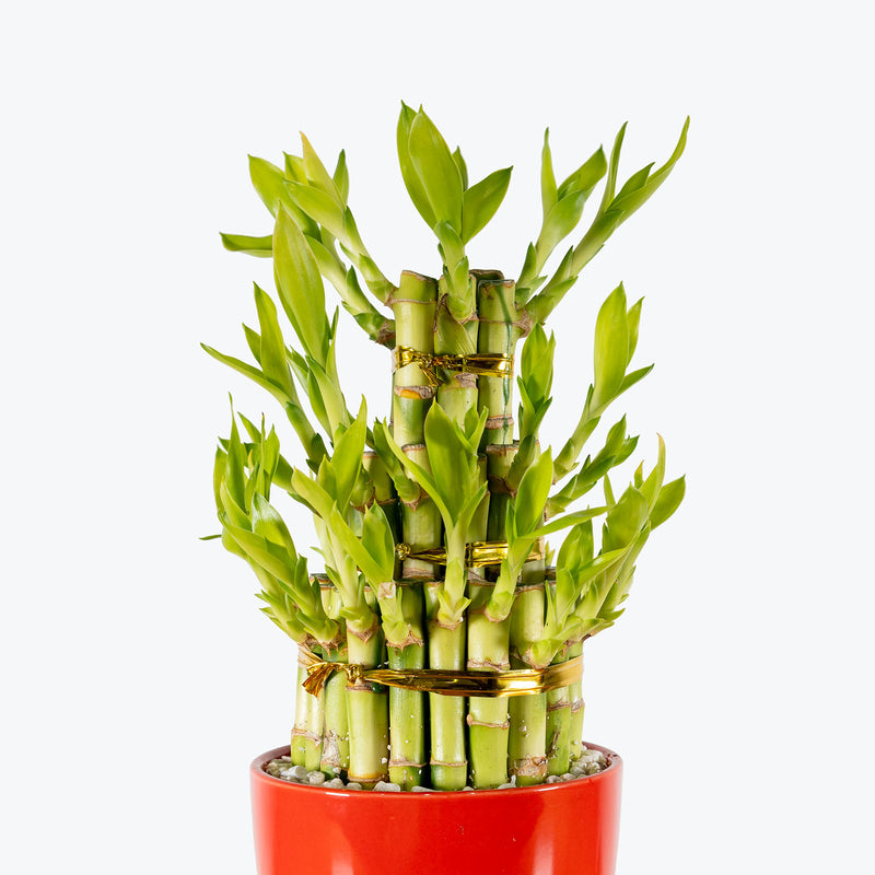 Triple Lucky Bamboo | Care Guide and Pro Tips - Delivery from Toronto across Canada - JOMO Studio