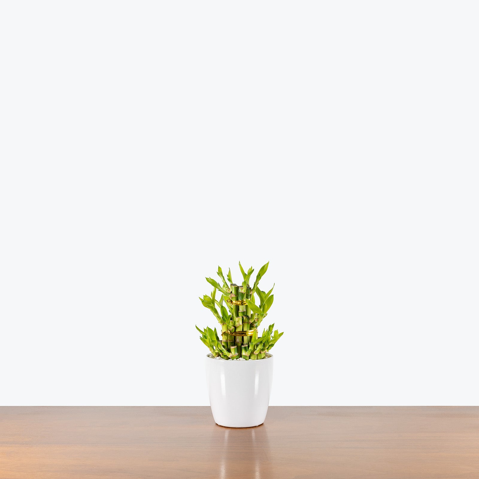 Triple Lucky Bamboo | Care Guide and Pro Tips - Delivery from Toronto across Canada - JOMO Studio