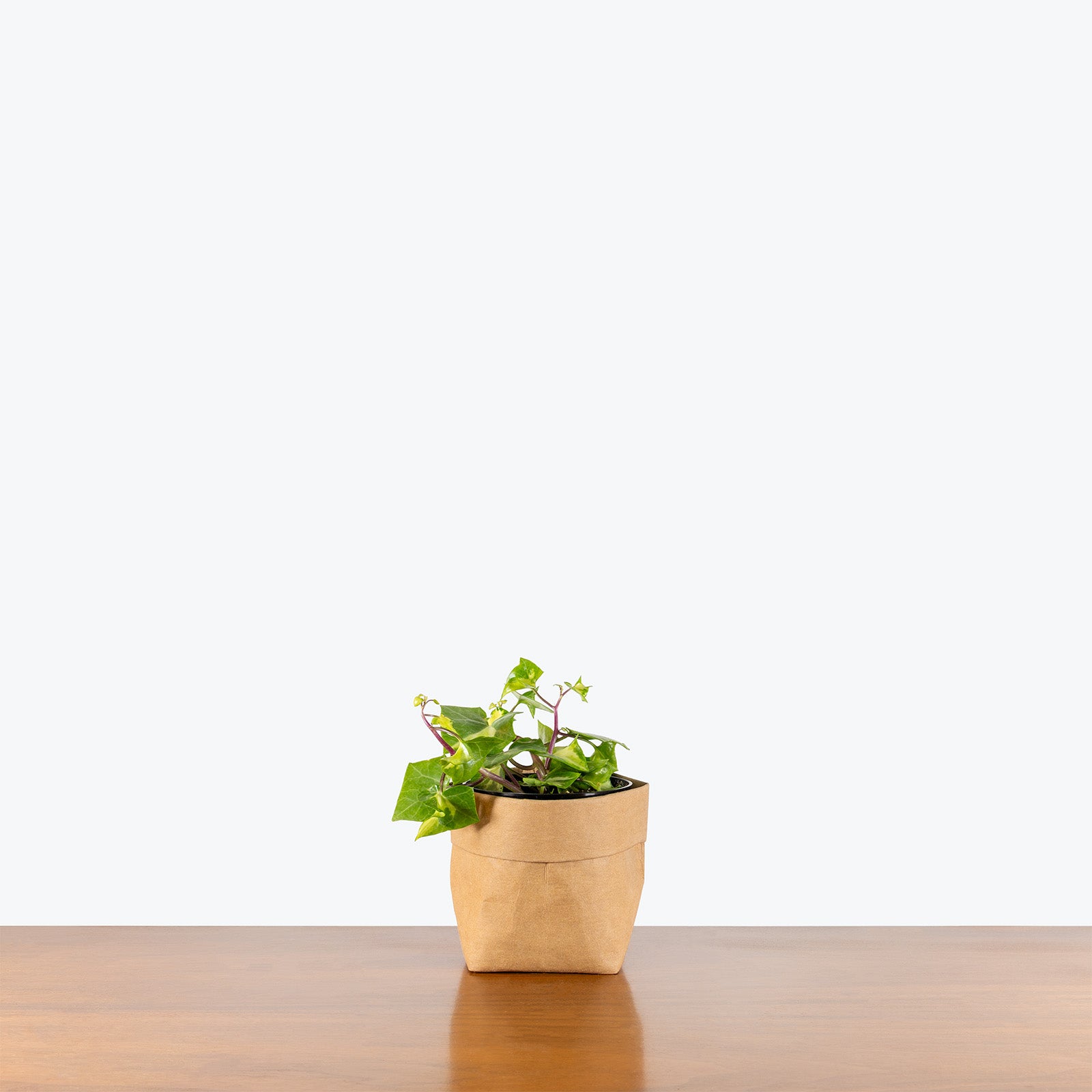 Variegated Wax Ivy | Senecio macroglossus variegatus | Care Guide and Pro Tips - Delivery from Toronto across Canada - JOMO Studio