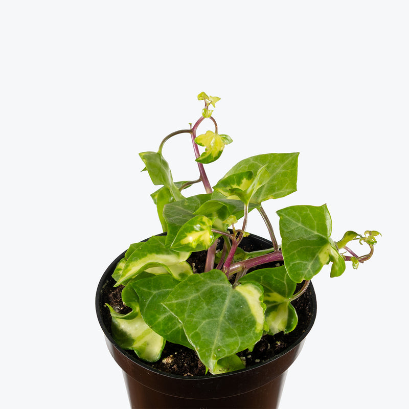Variegated Wax Ivy | Senecio macroglossus variegatus | Care Guide and Pro Tips - Delivery from Toronto across Canada - JOMO Studio