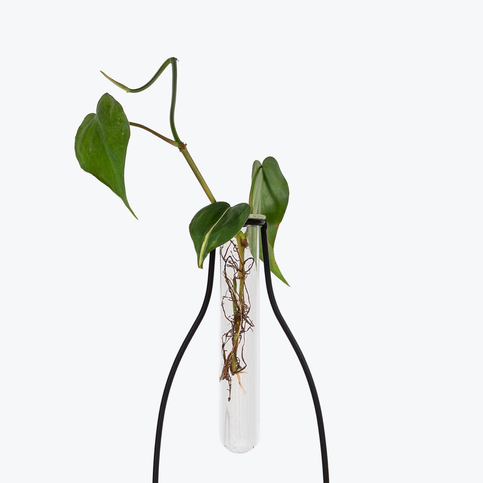 Vase Propagation Tube - House Plants Delivery Toronto - JOMO Studio
