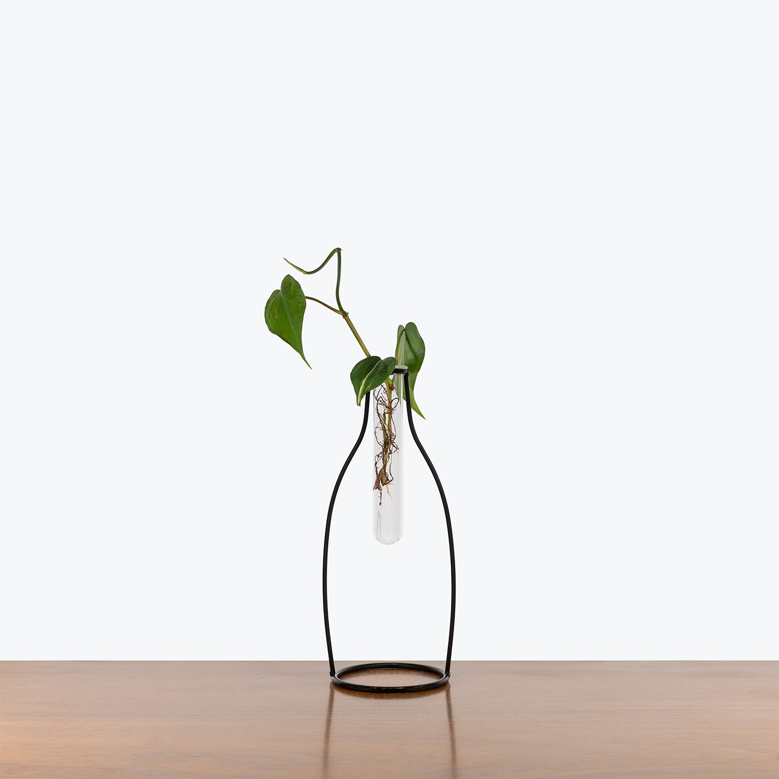 Vase Propagation Tube - House Plants Delivery Toronto - JOMO Studio