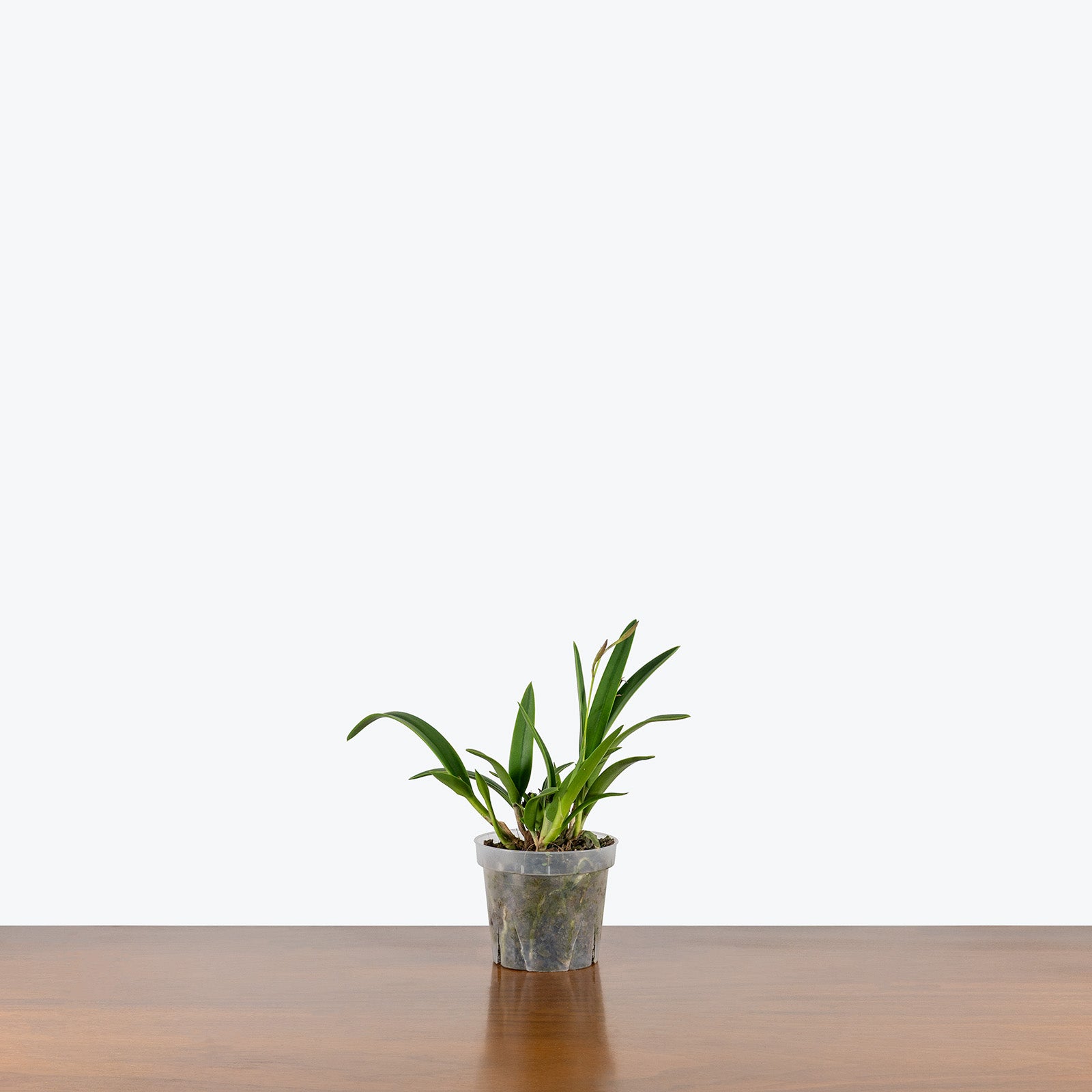 Vaughnara Fiftieth Anniversary Orchid | Care Guide and Pro Tips - Delivery from Toronto across Canada - JOMO Studio