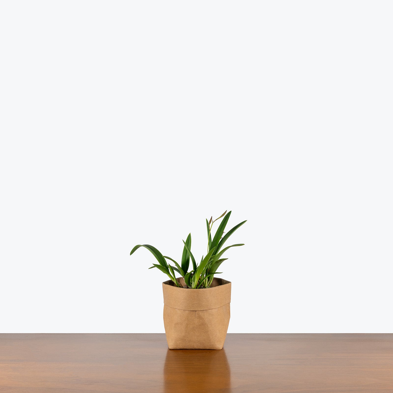 Vaughnara Fiftieth Anniversary Orchid | Care Guide and Pro Tips - Delivery from Toronto across Canada - JOMO Studio