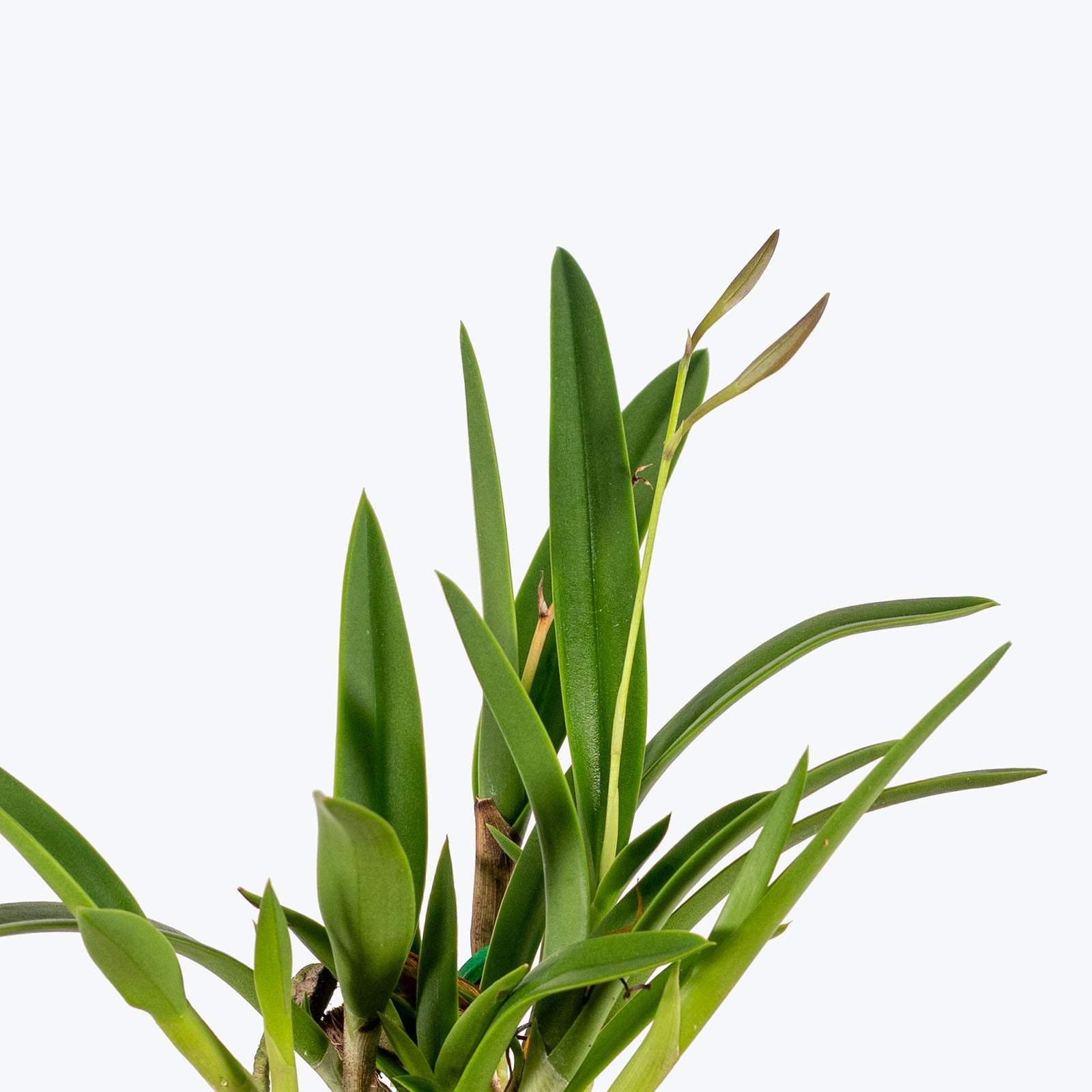 Vaughnara Fiftieth Anniversary Orchid | Care Guide and Pro Tips - Delivery from Toronto across Canada - JOMO Studio