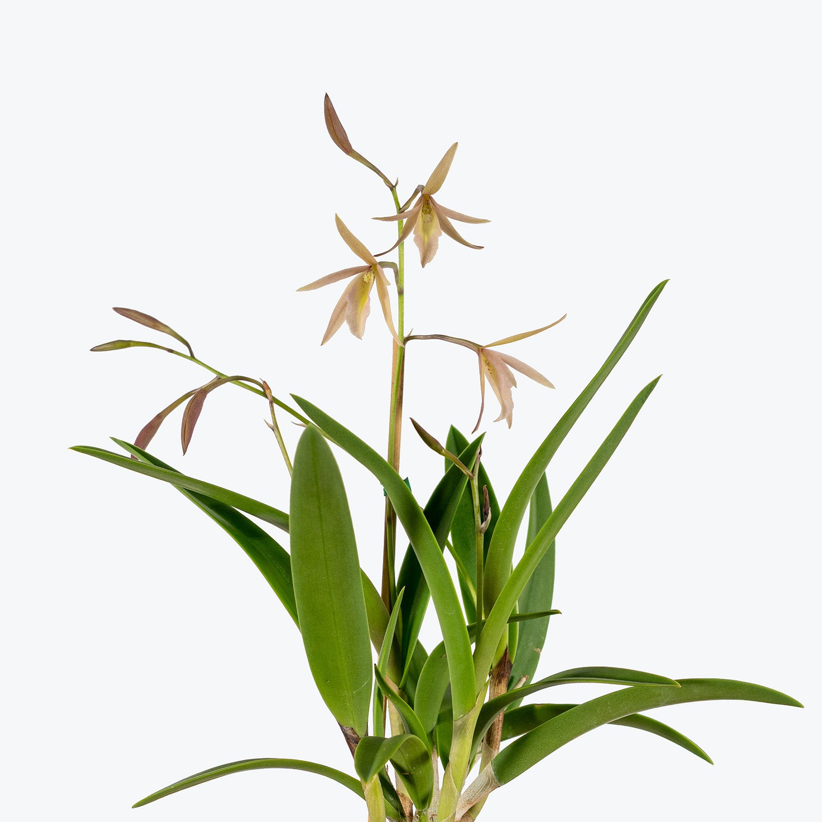 Vaughnara Fiftieth Anniversary Orchid | Care Guide and Pro Tips - Delivery from Toronto across Canada - JOMO Studio