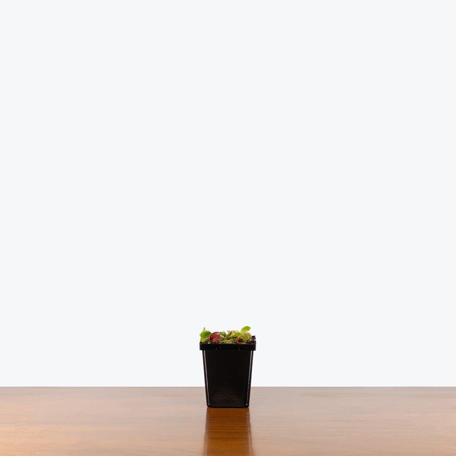 Venus Flytrap | Care Guide and Pro Tips - Delivery from Toronto across Canada - JOMO Studio