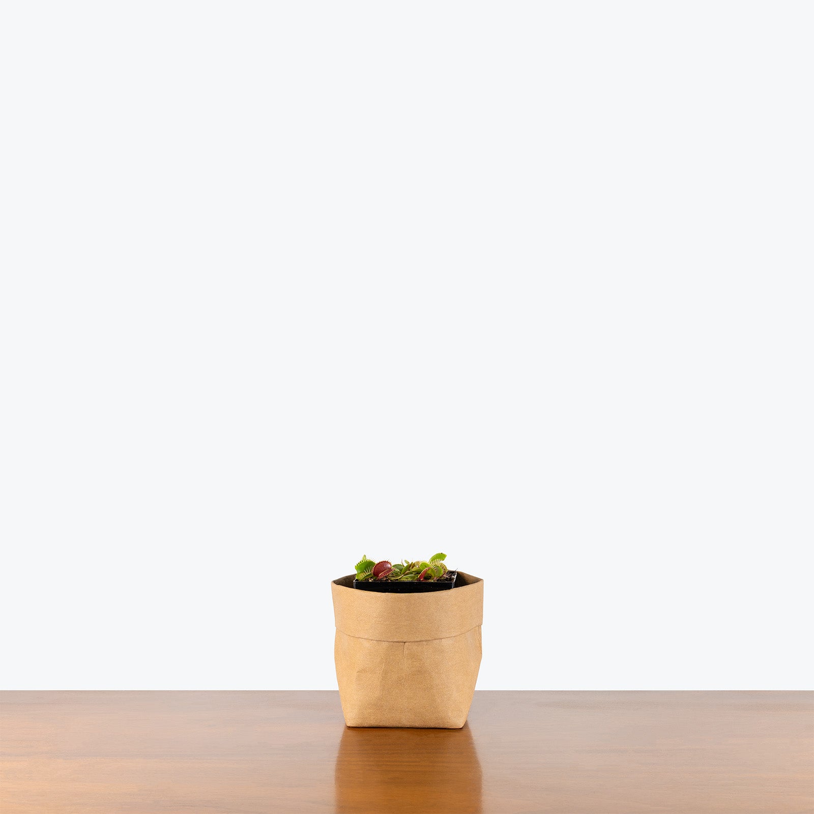 Venus Flytrap | Care Guide and Pro Tips - Delivery from Toronto across Canada - JOMO Studio