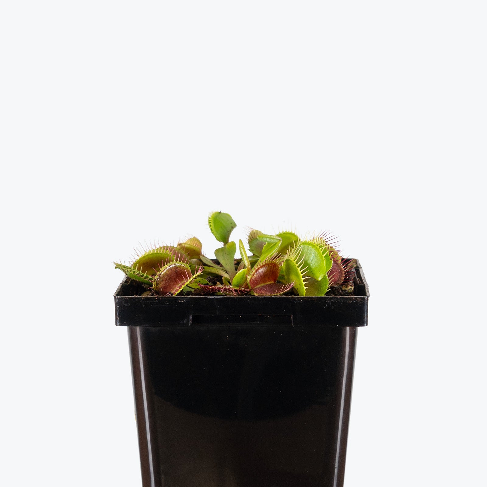 Venus Flytrap | Care Guide and Pro Tips - Delivery from Toronto across Canada - JOMO Studio