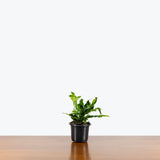 Wart Fern — 4" Pot