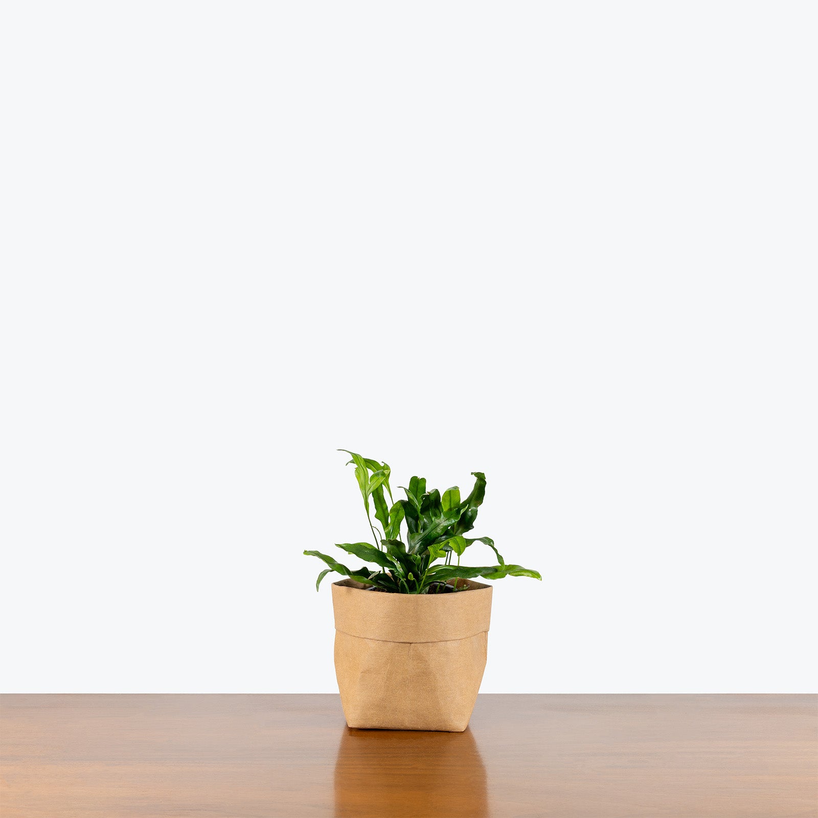 Wart Fern | Microsorum scolopendrium | Care Guide and Pro Tips - Delivery from Toronto across Canada - JOMO Studio