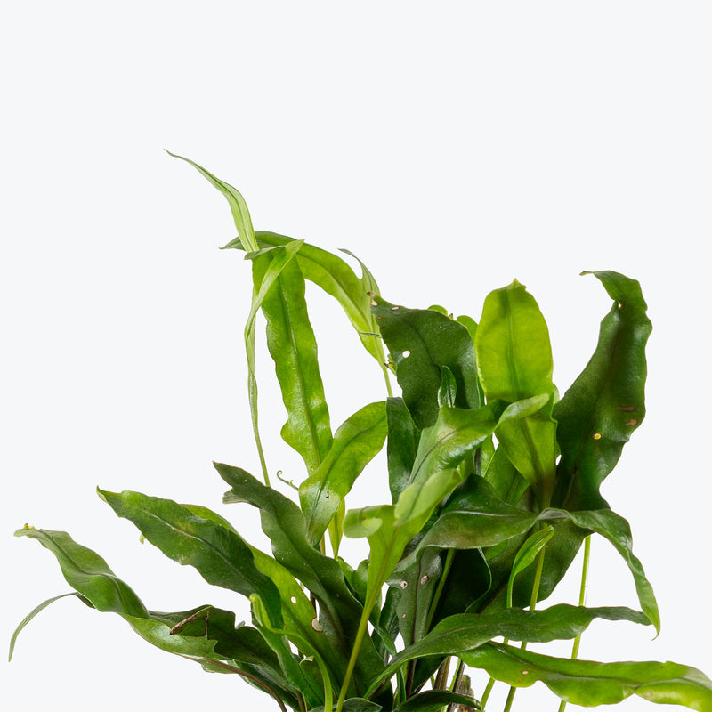 Wart Fern | Microsorum scolopendrium | Care Guide and Pro Tips - Delivery from Toronto across Canada - JOMO Studio