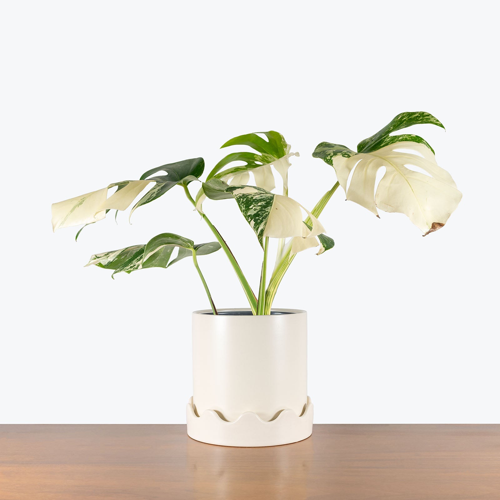 Waveform Ceramic Planter - House Plants Delivery Toronto - JOMO Studio