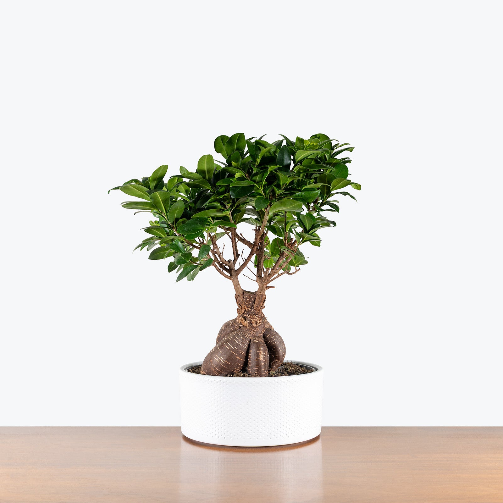 White Ceramic Bonsai Bowl - House Plants Delivery Toronto - JOMO Studio