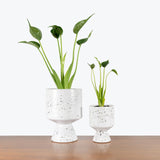 White Pedestal Planter