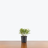 Willow Leaf Fig — 4” Pot