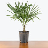 Windmill Palm — 6" Pot