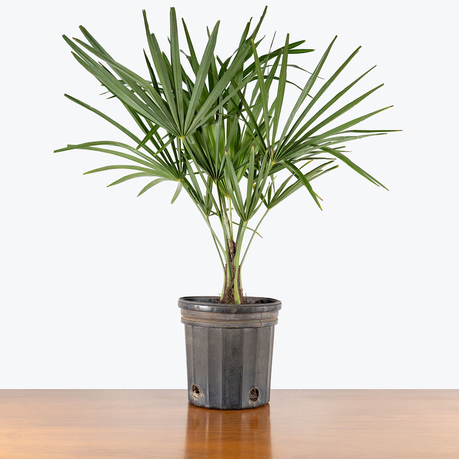 Windmill Palm | Care Guide and Pro Tips - Delivery from Toronto across Canada - JOMO Studio