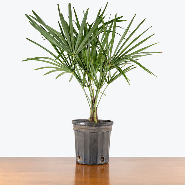 春に散るWIND AND SEA EVERLAST PALM TREE JK WindmillPalm6_grande.jpg?v=
