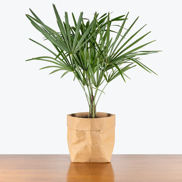 Windmill Palm | Care Guide and Pro Tips - Delivery from Toronto