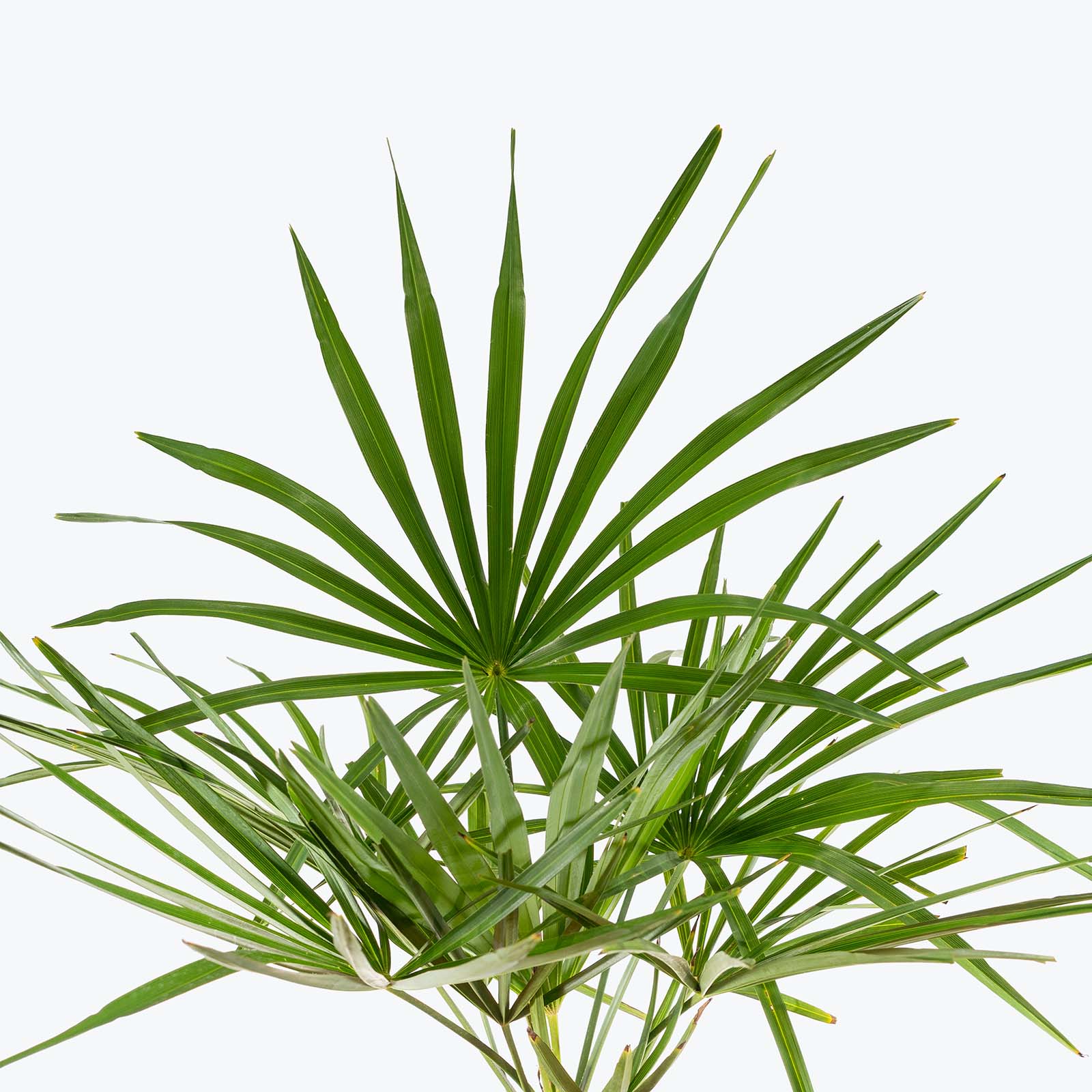 Windmill Palm | Care Guide and Pro Tips - Delivery from Toronto across Canada - JOMO Studio