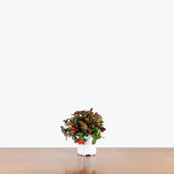 Wintergreen Plant — 4" Pot