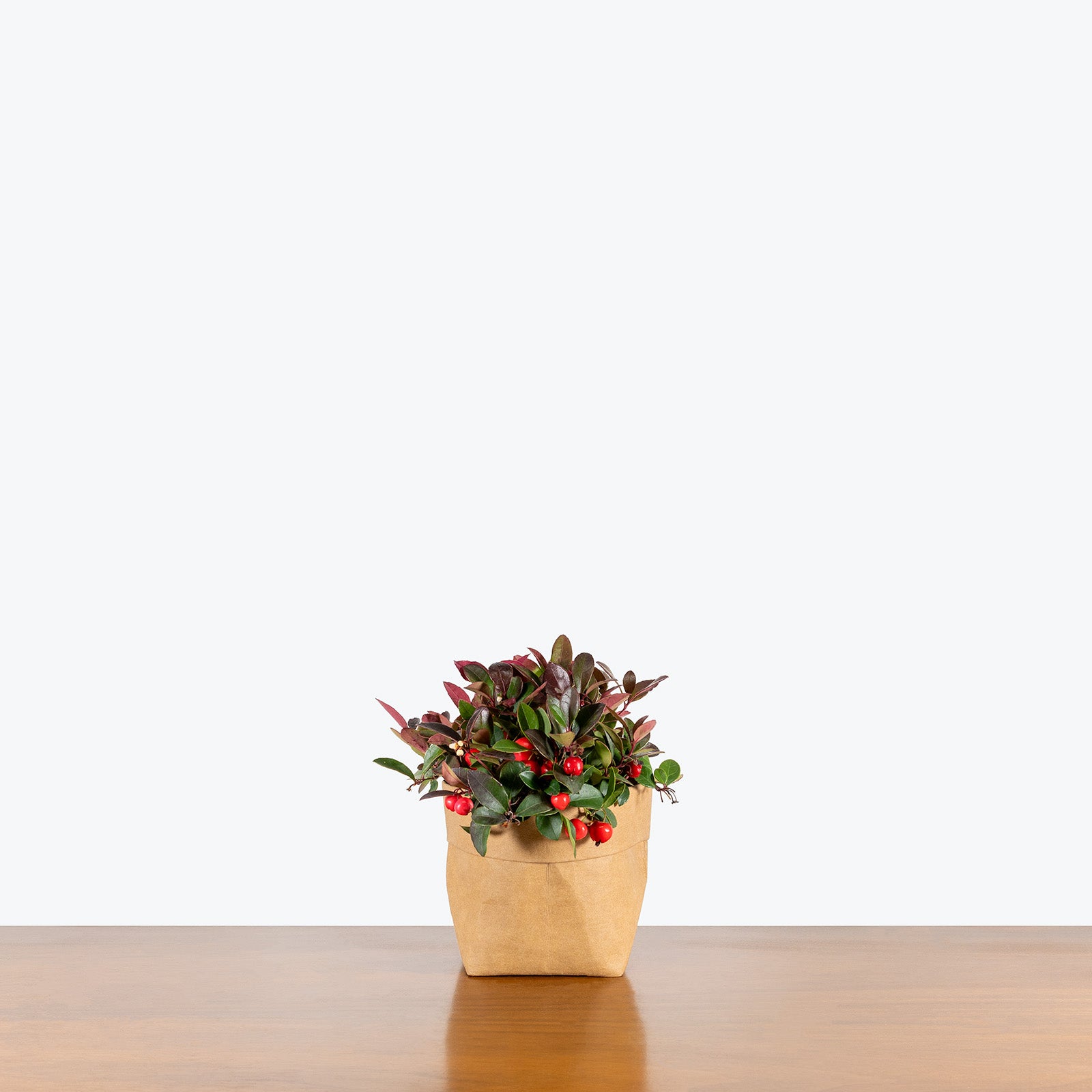 Gaultheria Procumbens | Wintergreen Plant | Care Guide and Pro Tips - Delivery from Toronto across Canada - JOMO Studio