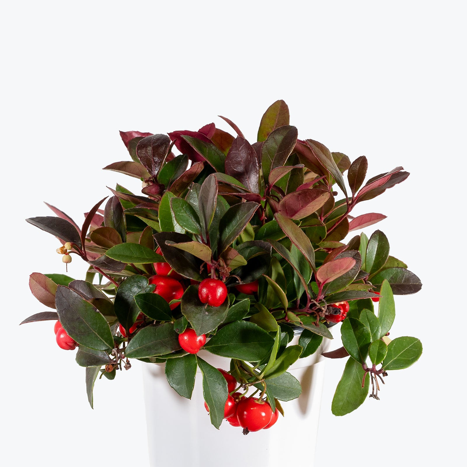 Gaultheria Procumbens | Wintergreen Plant | Care Guide and Pro Tips - Delivery from Toronto across Canada - JOMO Studio