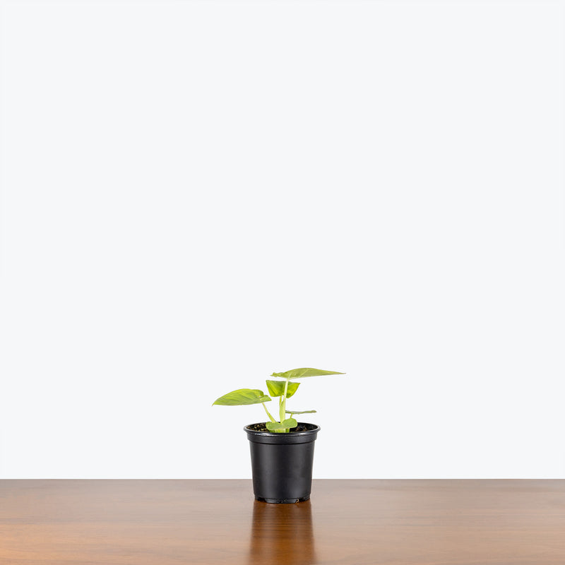Xanthosoma Lime Zinger - House Plants Delivery Toronto - JOMO Studio