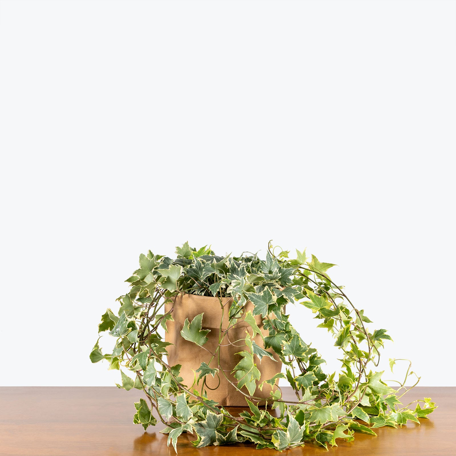 Yellow Ripple Ivy - Hedera Helix Yellow Ripple - House Plants Delivery Toronto Canada - JOMO Studio